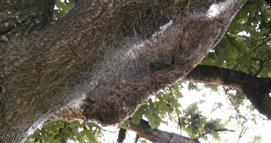 nest processierups hangend in boom